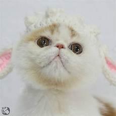 加菲猫公猫