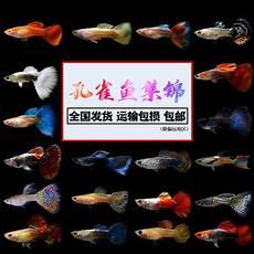 孔雀鱼母鱼怀孕图片